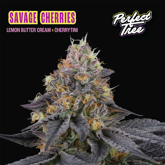 Cannabissamen Savage Cherries feminisiert für Indoor und Outdoor